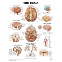 The Brain Anatomical Chart Poster Print - 20x26