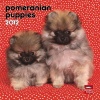 Pomeranian Puppies 2012 7X7 Mini Wall Calendar