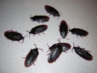 12- Fake Roaches Prank Novelty Cockroach Bugs Look Real