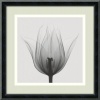 Triumph Tulip Framed Wall Art by Steven N. Meyers - 12.02W x 12.02H in.