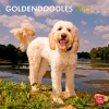 Goldendoodles 2013 Square 12X12 Wall Calendar