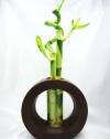 9GreenBox - Live Spiral 3 Style Lucky Bamboo Plant Arrangement with Ceramic Vase Brown