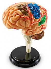 Learning Resources Brain Anatomy Model