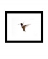 Small but speedy, the elusive hummingbird is caught up close and in-flight in this masterfully shot image by Ashley Beck. A canvas print framed in black creates a modern gallery look.