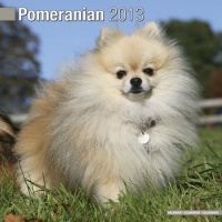 Pomeranian 2013 Wall Calendar #10060-13