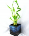 9GreenBox - Live Spiral 7 Style Lucky Bamboo Plant Arrangement with Black/Blue Square Lucky 7 Ceramic Vase