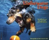 Underwater Dogs 2013 Wall Calendar