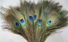 Peacock Feathers 30 Pcs (10-12) with Kare and Kind Retail Packaging