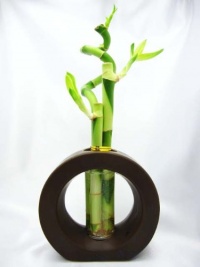 9GreenBox - Live Spiral 3 Style Lucky Bamboo Plant Arrangement with Ceramic Vase Brown