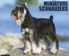 Miniature Schnauzers 2013 Wall Calendar