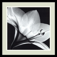 Amaryllis 1 by Steven N. Meyers, Framed Print Art - 20.91 x 20.91