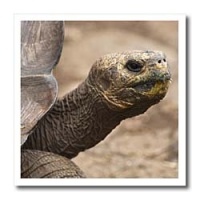 Galapagos Islands, Ecuador. Giant tortoise - SA07 MDE0108 - Michael DeFreitas - 10x10 Iron On Heat Transfer For White Material