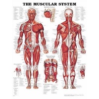 The Muscular System Anatomical Chart Poster Print - 20x26