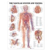 Vascular System and Viscera Anatomical Chart