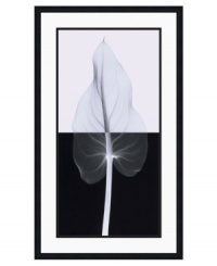 Steven Meyers sheds new light on the simple yet unequivocal grace of a calla leaf. A combination of x-ray images reveals the unexpected shadows and intricacies of nature in this incredible art print.