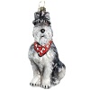 Mouth blown and hand painted by some of the finest artists in Poland, this Schnauzer ornament is a favorite for hanging on the tree. This collection has been taken to a whole new level in detail, uniqueness and artistic direction.