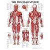 The Muscular System Anatomical Chart Poster Print - 20x26