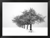 Winter Tree Line I by Ilona Wellmann Framed Fine Art Print