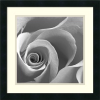 Rose Spiral II Framed Art Print Framed Decorative Art Print - 18 x 18