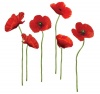 RoomMates RMK1729GM Poppies at Play Peel and Stick Giant Wall Decals