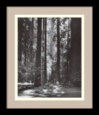 Redwoods, Founders Grove, 1966 by Ansel Adams, Framed Print Art - 13.79 x 11.79