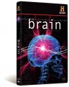 The Brain