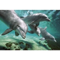 Dolphins Underwater Poster Ocean Photo Poster Print, 36x24 Poster Print, 36x24 Poster Print, 36x24