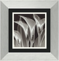 Four Callas No. 3 by Steven N. Meyers, Framed Print Art - 14.39 x 13.89