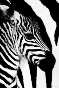 (24x36) Zebra Mare and Foal Art Print Poster