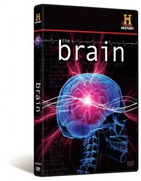 The Brain