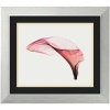 Giant Calla by Steven N. Meyers, Framed Print Art - 12.75 x 14.75