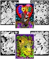 Sunshine, Kittens, Leopard, Puppy, Fairy, Frog - Six 8x10 Fuzzy Velvet Posters