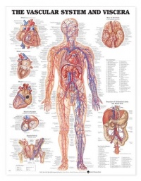 Vascular System and Viscera Anatomical Chart Laminated