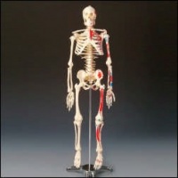 Painted and Numbered Big Tim Skeleton Model CMS65