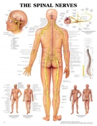 The Spinal Nerves Anatomical Chart