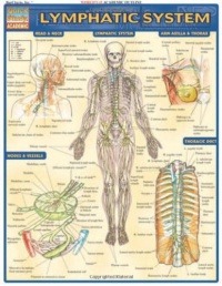 Lymphatic System (Medical Series)