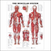 Muscular System Anatomical Chart Laminated