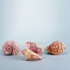 Jim Shore Heartwood Creek Mini Sea Shells Figurines, 3-Piece