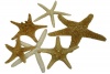 U.S. Shell, Inc. Starfish Mix