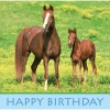 Wild Horses Paper Happy Birthday Lunch Napkins 16 Per Pack