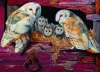 Cobble Hill Barn Owls