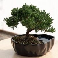 Zen Reflections Juniper Bonsai