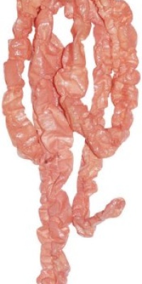 Bloody Butcher Intestines 64 inch Halloween Prop