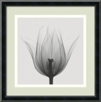 Triumph Tulip Framed Wall Art by Steven N. Meyers - 12.02W x 12.02H in.