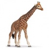 Giraffe female