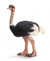 Ostrich