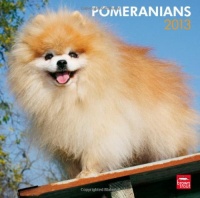 Pomeranians 2013 Square 12X12 Wall Calendar (Multilingual Edition)