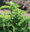 Herb Stevia, Stevia rebaudiana 25 Open Pollinated Seeds by David's Garden Seeds