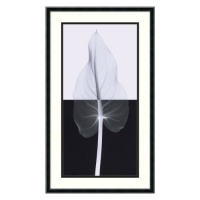 Calla Leaf II Framed Wall Art by Steven N. Meyers - 17.02W x 29.02H in.