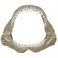 Exotic Environments Great White Shark Jaws, Small, 6-Inch by 3-1/2-Inch by 5-Inch